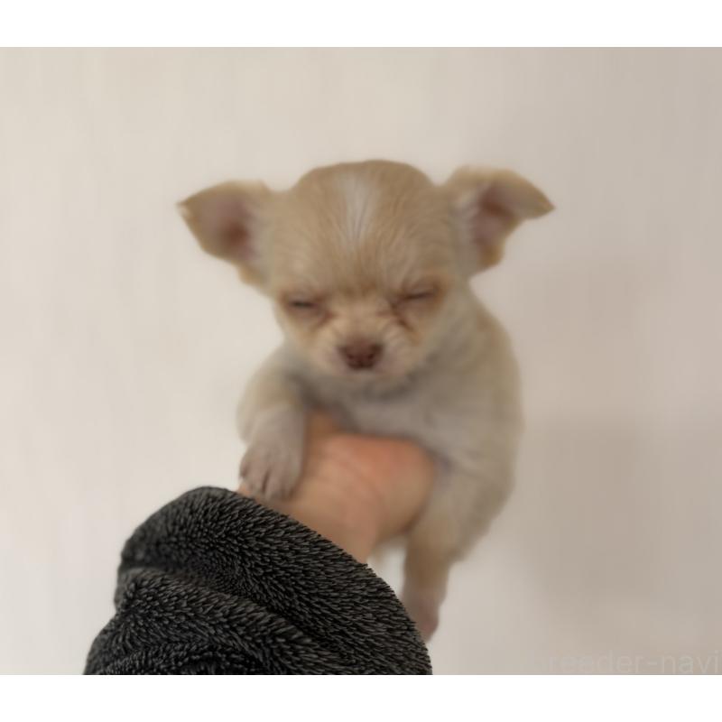 販売中の山梨県のチワワ(ロングコート)-450310の2枚目