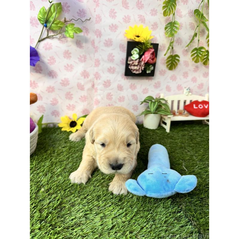 販売中の静岡県のゴールデンレトリーバー-450328の6枚目