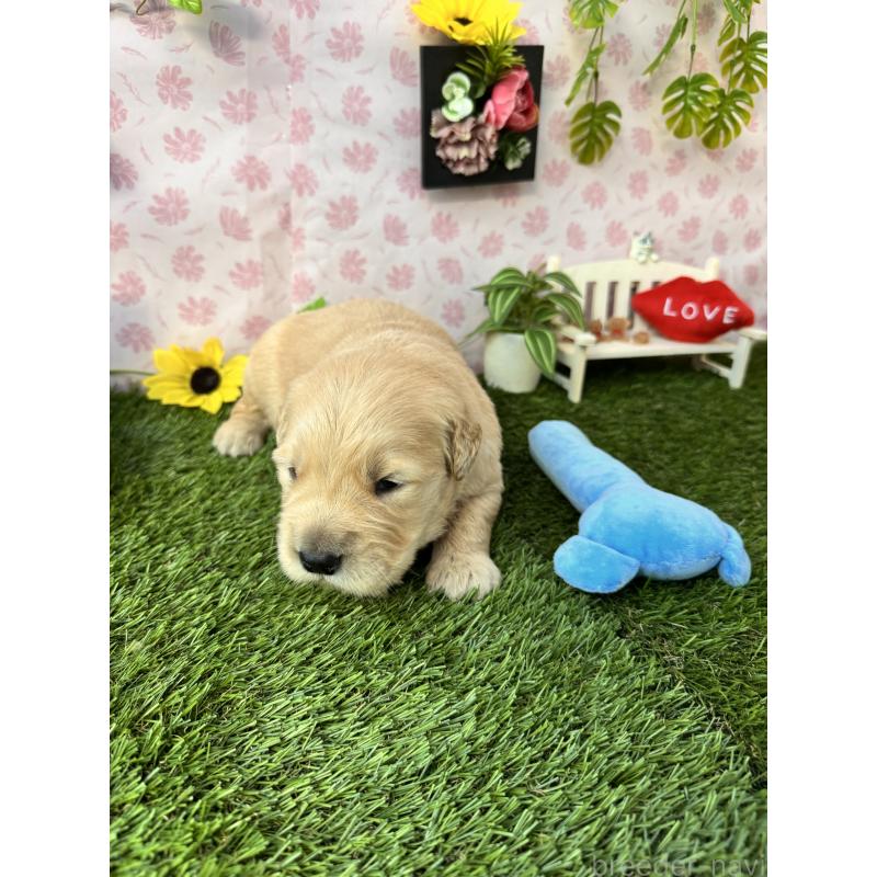 販売中の静岡県のゴールデンレトリーバー-450328の5枚目