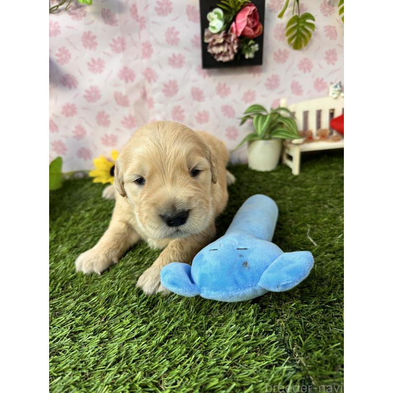 販売中の静岡県のゴールデンレトリーバー-450328の4枚目