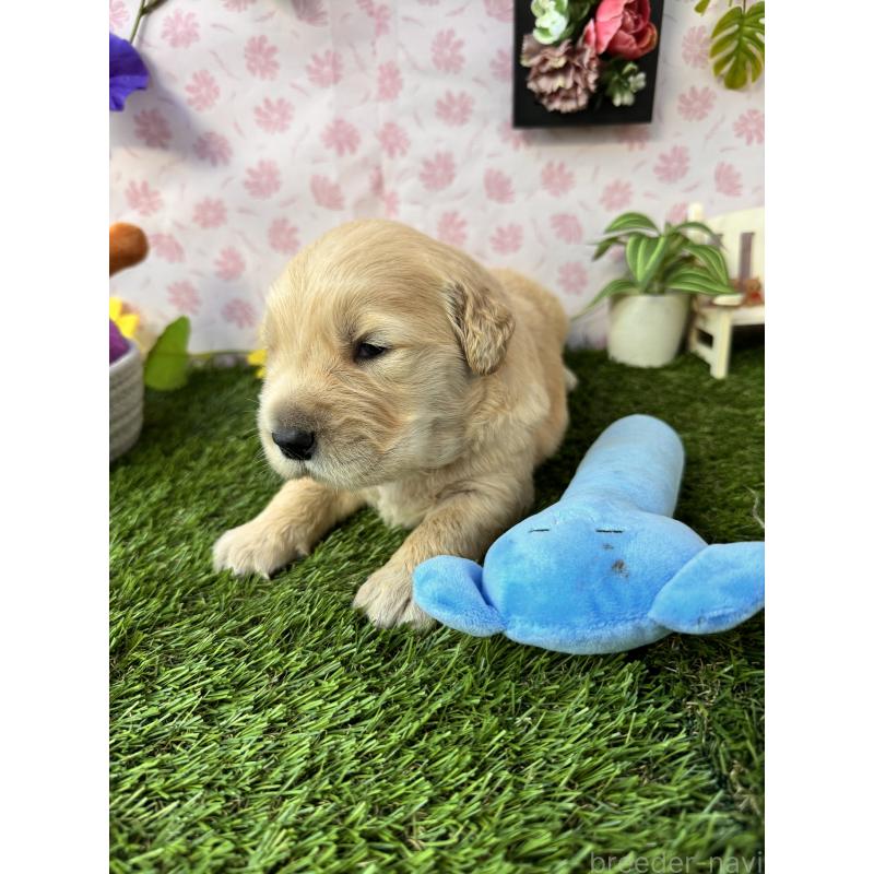 販売中の静岡県のゴールデンレトリーバー-450328の3枚目