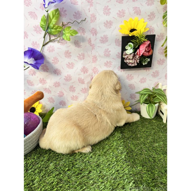 販売中の静岡県のゴールデンレトリーバー-450328の2枚目