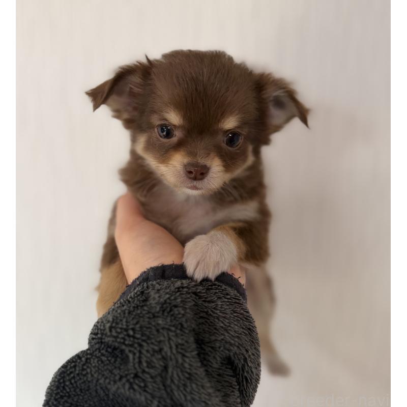 販売中の山梨県のチワワ(ロングコート)-450312の5枚目