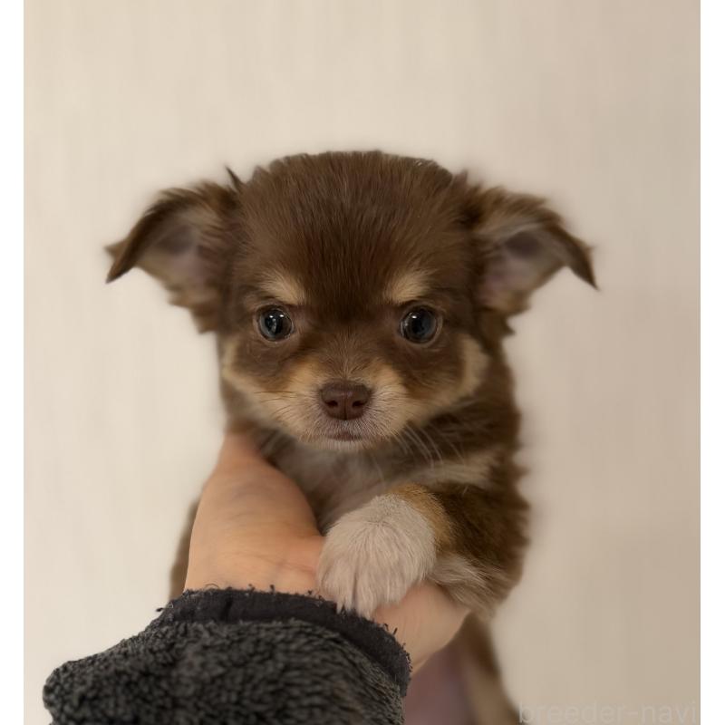 販売中の山梨県のチワワ(ロングコート)-450312の4枚目