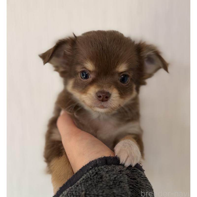 販売中の山梨県のチワワ(ロングコート)-450312の3枚目