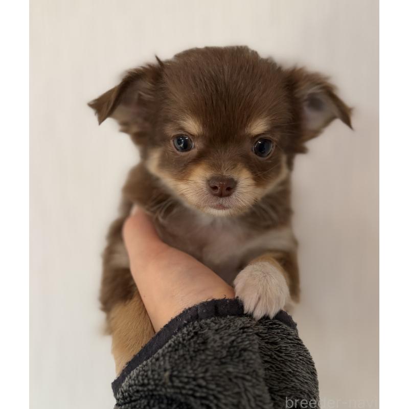 販売中の山梨県のチワワ(ロングコート)-450312の2枚目