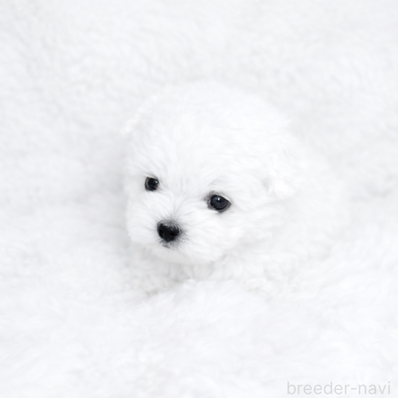 販売中の福岡県のビションフリーゼ-449663