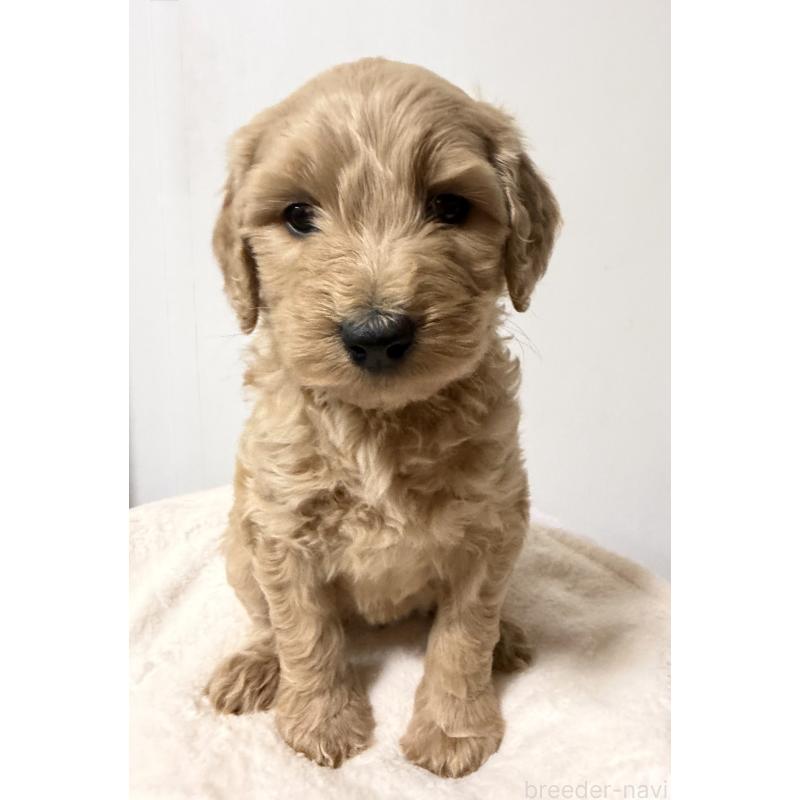 販売中の栃木県のゴールデンドゥードル:ゴールデンレトリーバー×プードル-445903