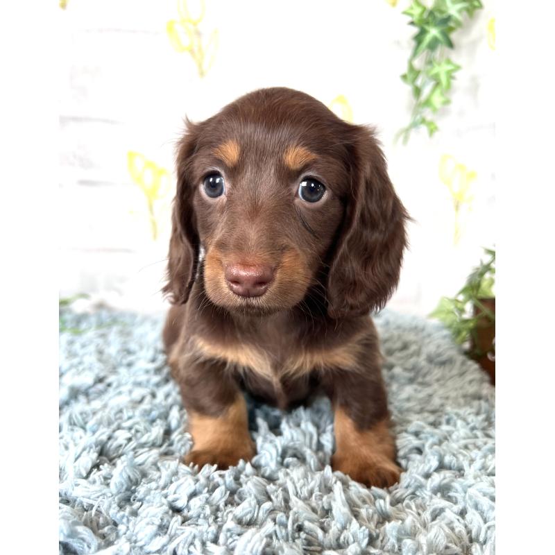 販売中の埼玉県のミニチュアダックスフンド(ロングヘアード)-450314の14枚目