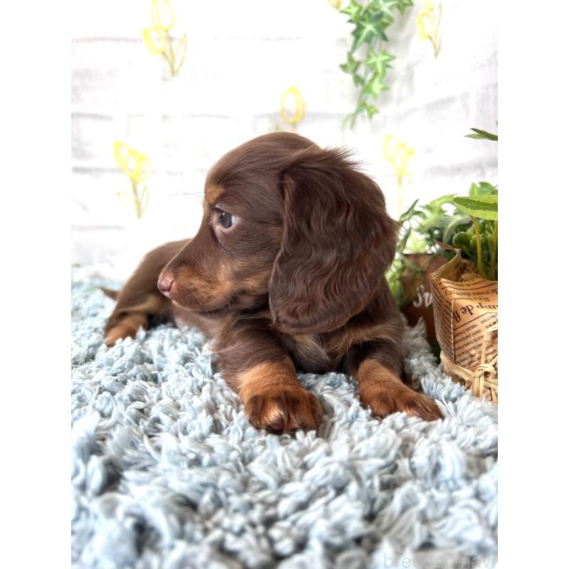 販売中の埼玉県のミニチュアダックスフンド(ロングヘアード)-450314の13枚目