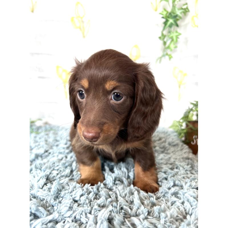 販売中の埼玉県のミニチュアダックスフンド(ロングヘアード)-450314の12枚目