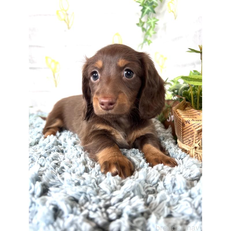 販売中の埼玉県のミニチュアダックスフンド(ロングヘアード)-450314の11枚目