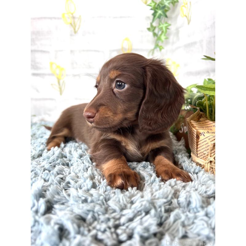 販売中の埼玉県のミニチュアダックスフンド(ロングヘアード)-450314の10枚目