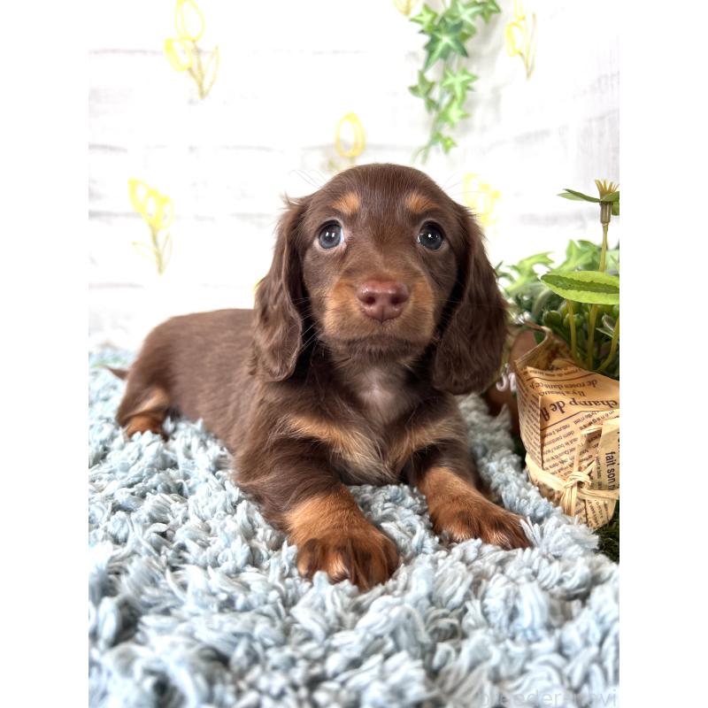 販売中の埼玉県のミニチュアダックスフンド(ロングヘアード)-450314の9枚目