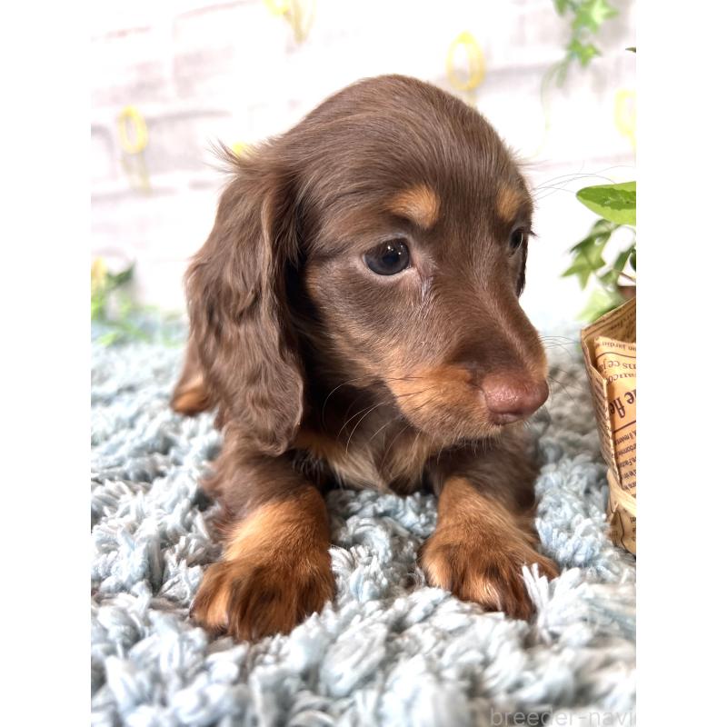 販売中の埼玉県のミニチュアダックスフンド(ロングヘアード)-450314の8枚目