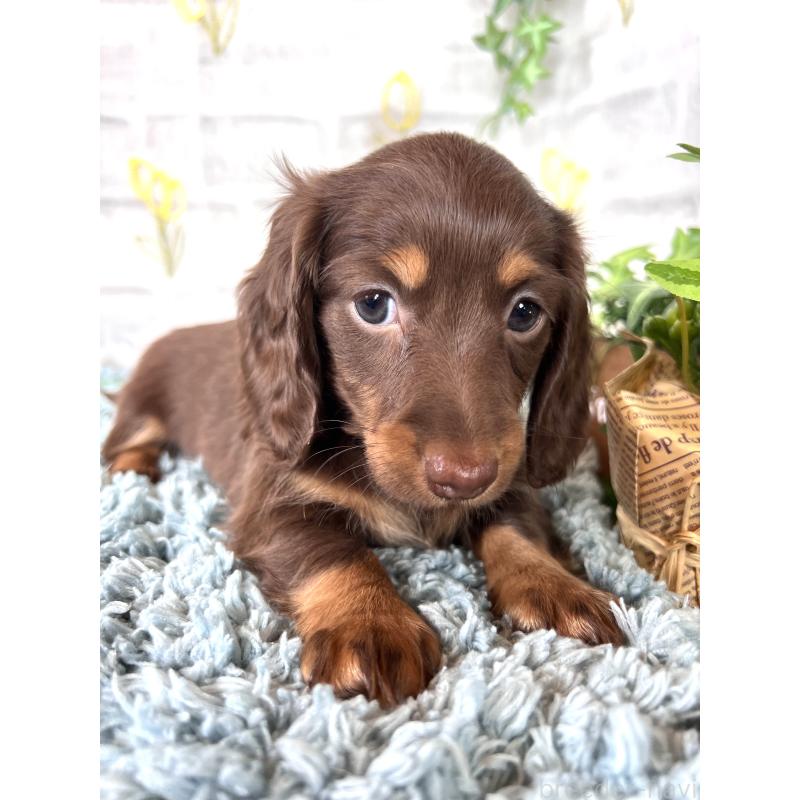 販売中の埼玉県のミニチュアダックスフンド(ロングヘアード)-450314の7枚目