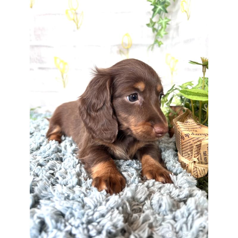 販売中の埼玉県のミニチュアダックスフンド(ロングヘアード)-450314の6枚目