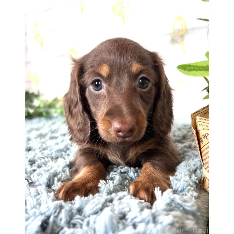 販売中の埼玉県のミニチュアダックスフンド(ロングヘアード)-450314の5枚目