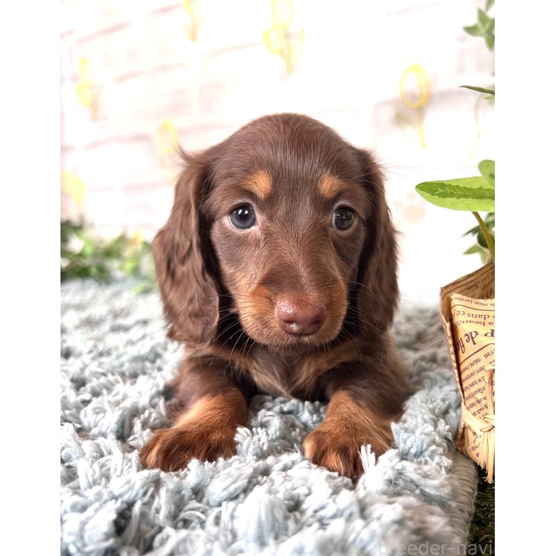 販売中の埼玉県のミニチュアダックスフンド(ロングヘアード)-450314の4枚目