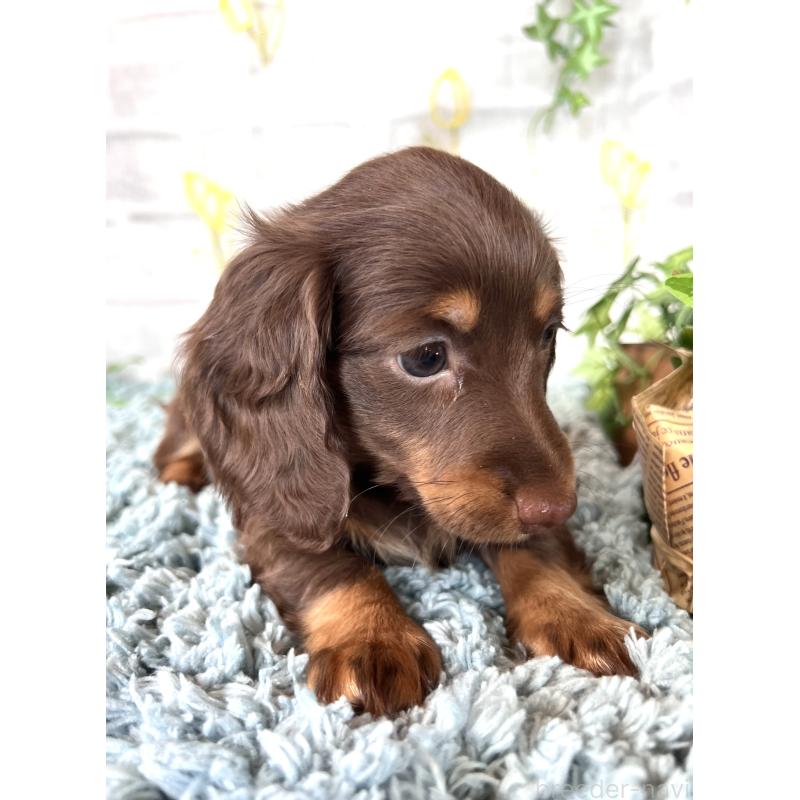 販売中の埼玉県のミニチュアダックスフンド(ロングヘアード)-450314の3枚目