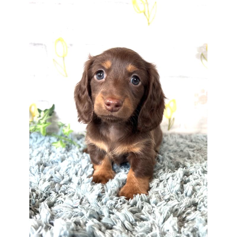 販売中の埼玉県のミニチュアダックスフンド(ロングヘアード)-450314の2枚目