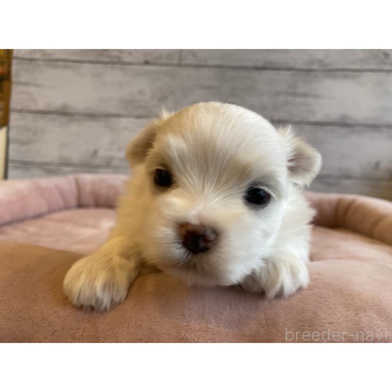 販売中の北海道のマルチーズ-450315の5枚目