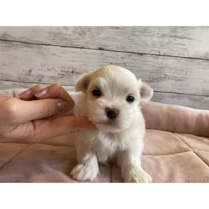 販売中の北海道のマルチーズ-450315の4枚目