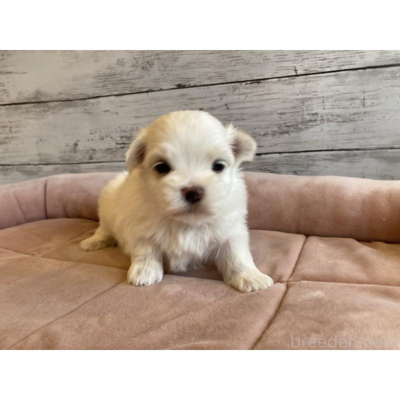 販売中の北海道のマルチーズ-450315の3枚目