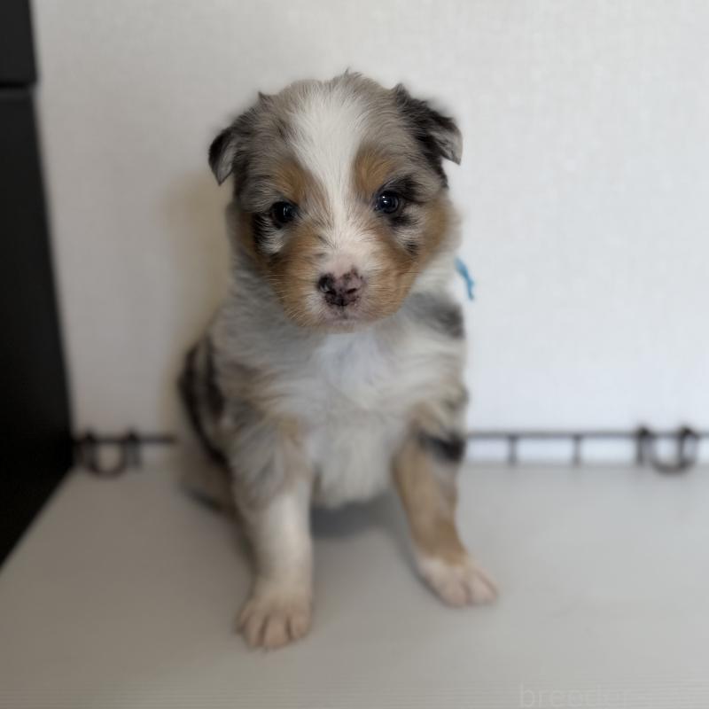 販売中の山梨県のオーストラリアンシェパード-444632