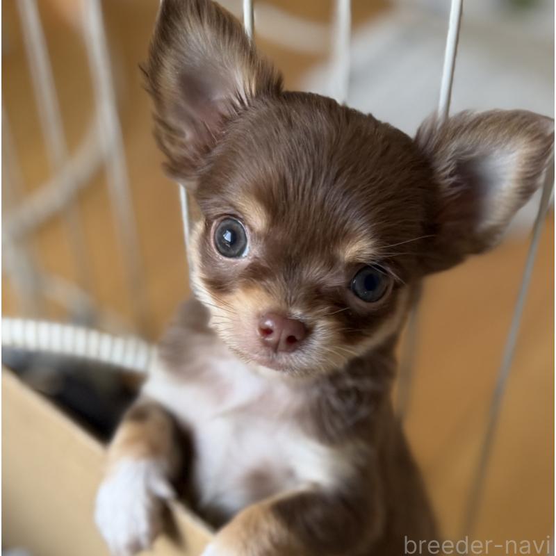 販売中の山梨県のチワワ(ロングコート)-441742