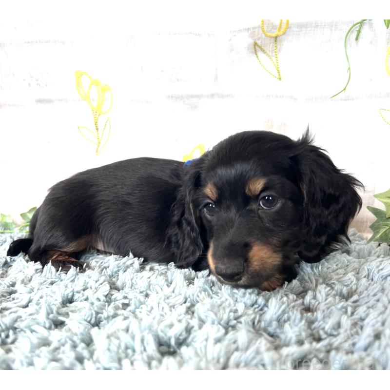 販売中の埼玉県のミニチュアダックスフンド(ロングヘアード)-450317の13枚目