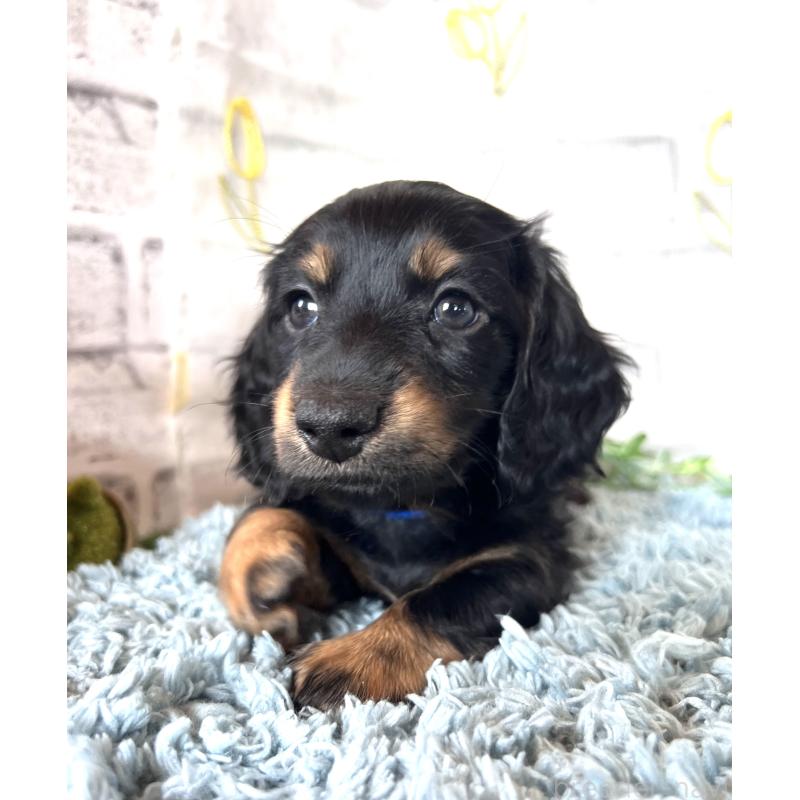 販売中の埼玉県のミニチュアダックスフンド(ロングヘアード)-450317の12枚目