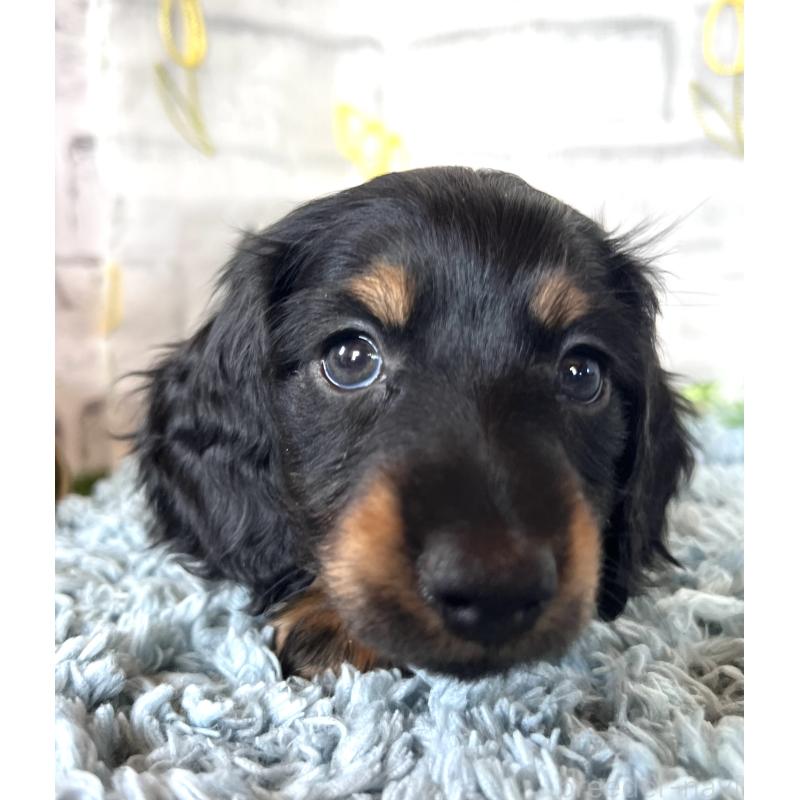 販売中の埼玉県のミニチュアダックスフンド(ロングヘアード)-450317の11枚目