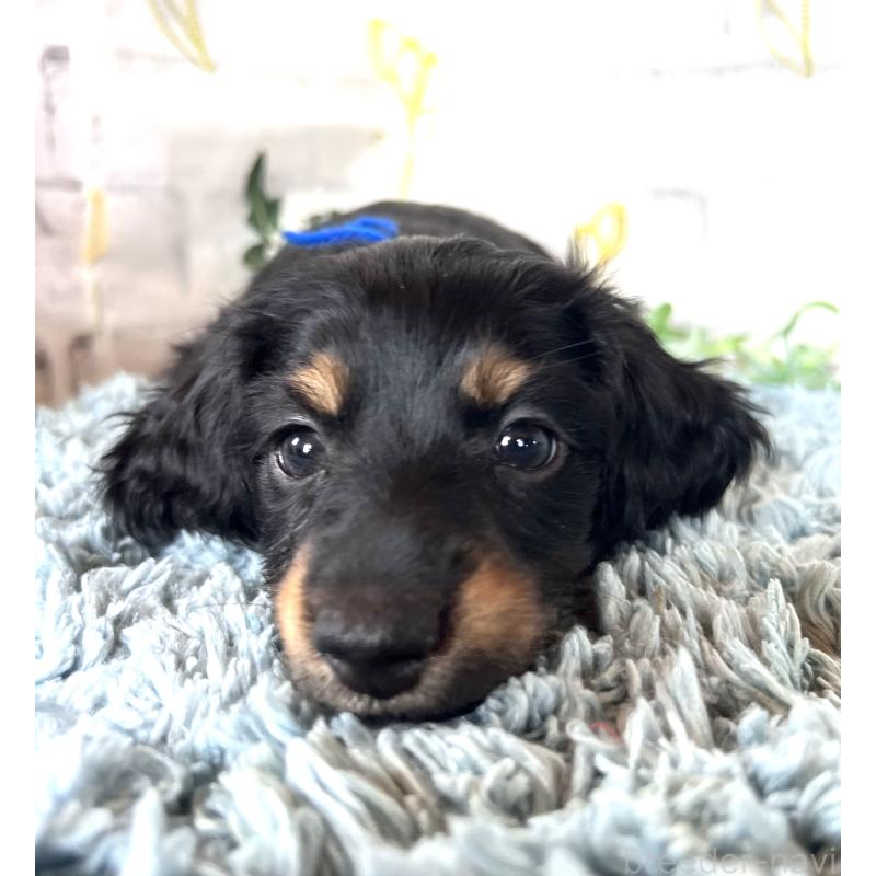 販売中の埼玉県のミニチュアダックスフンド(ロングヘアード)-450317の10枚目