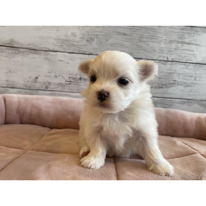 販売中の北海道のマルチーズ-450316の5枚目