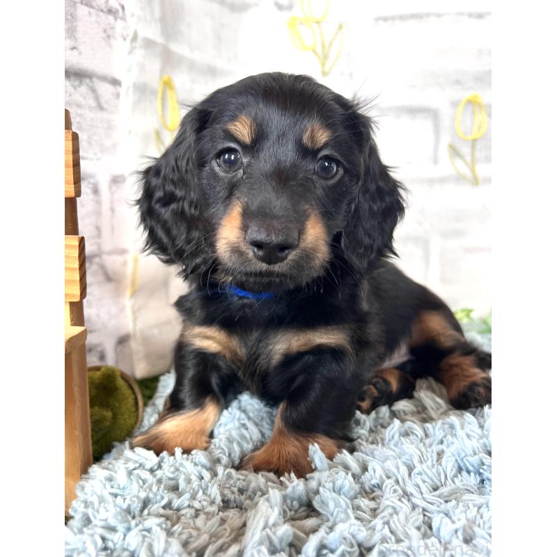 販売中の埼玉県のミニチュアダックスフンド(ロングヘアード)-450317の9枚目