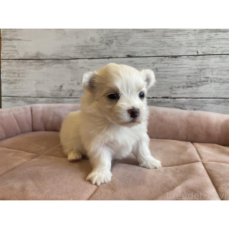 販売中の北海道のマルチーズ-450316の4枚目