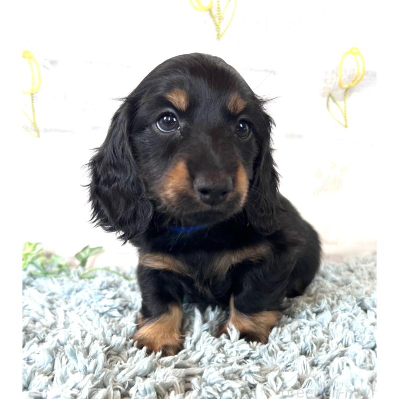 販売中の埼玉県のミニチュアダックスフンド(ロングヘアード)-450317の8枚目