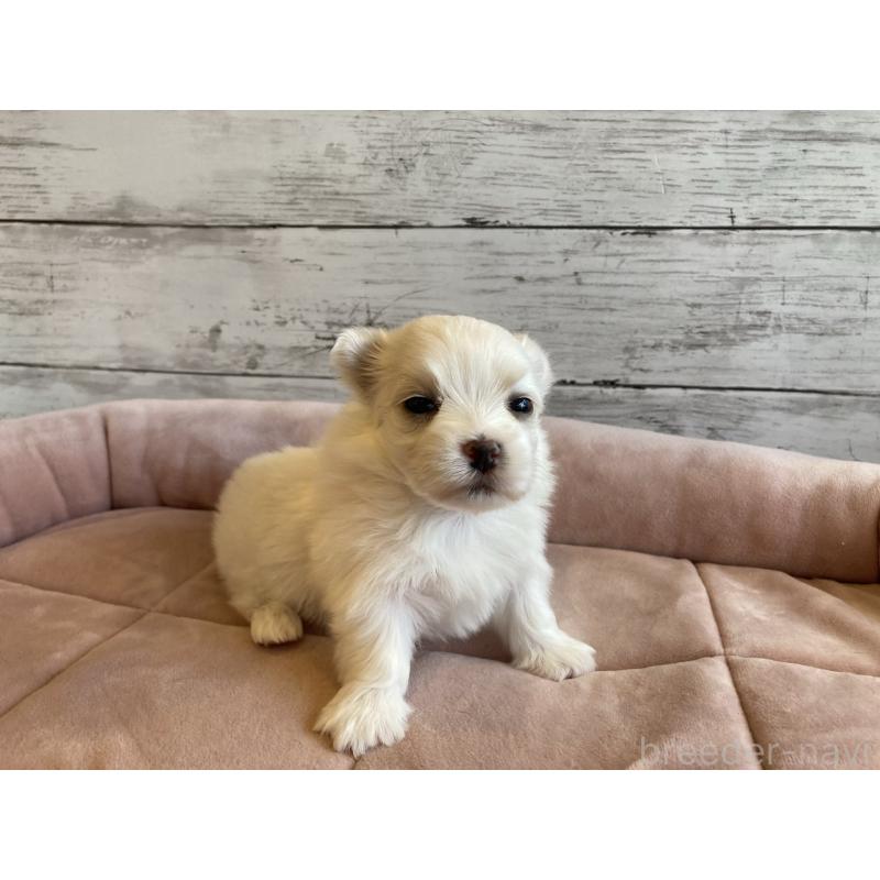 販売中の北海道のマルチーズ-450316の3枚目