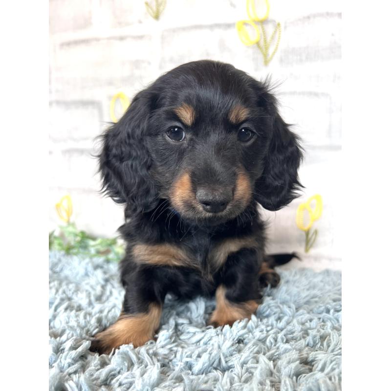 販売中の埼玉県のミニチュアダックスフンド(ロングヘアード)-450317の7枚目