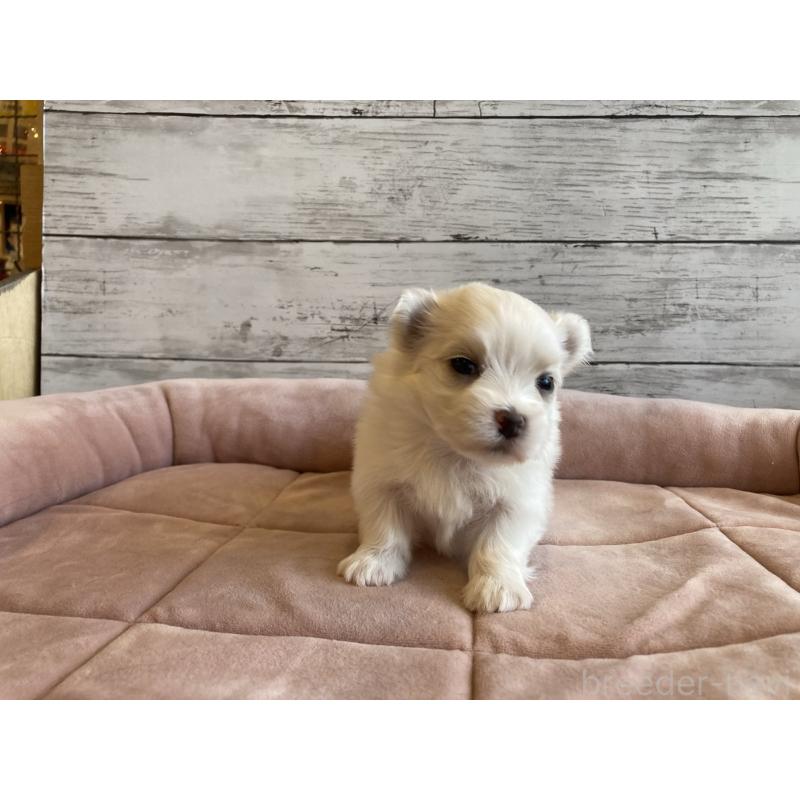 販売中の北海道のマルチーズ-450316の2枚目