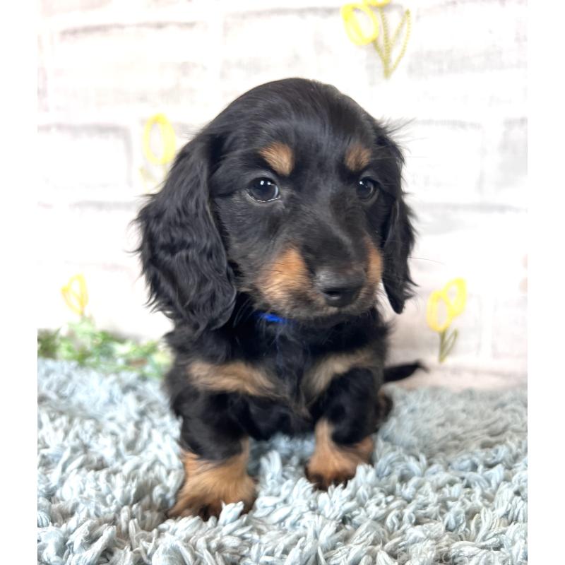 販売中の埼玉県のミニチュアダックスフンド(ロングヘアード)-450317の6枚目