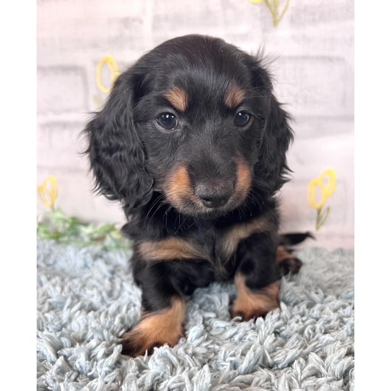 販売中の埼玉県のミニチュアダックスフンド(ロングヘアード)-450317の5枚目