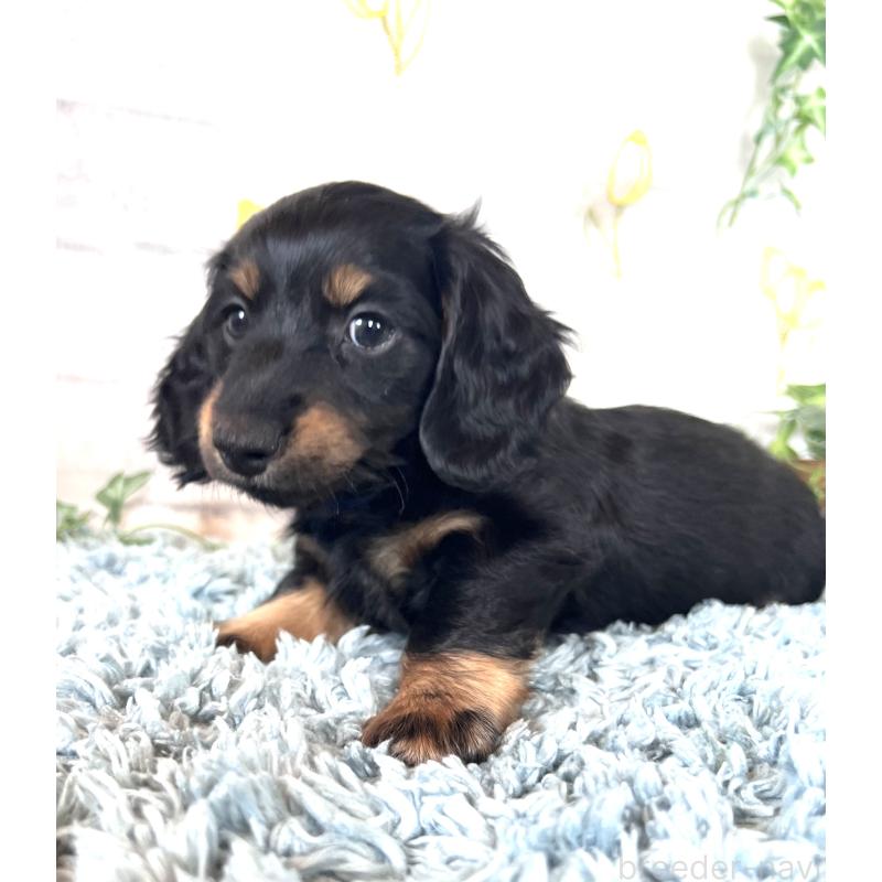 販売中の埼玉県のミニチュアダックスフンド(ロングヘアード)-450317の4枚目