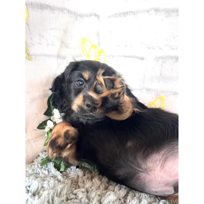 販売中の埼玉県のミニチュアダックスフンド(ロングヘアード)-450317の3枚目