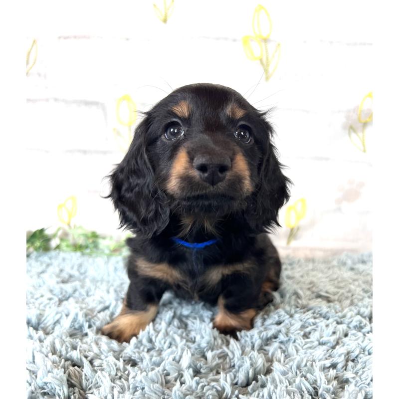 販売中の埼玉県のミニチュアダックスフンド(ロングヘアード)-450317の2枚目