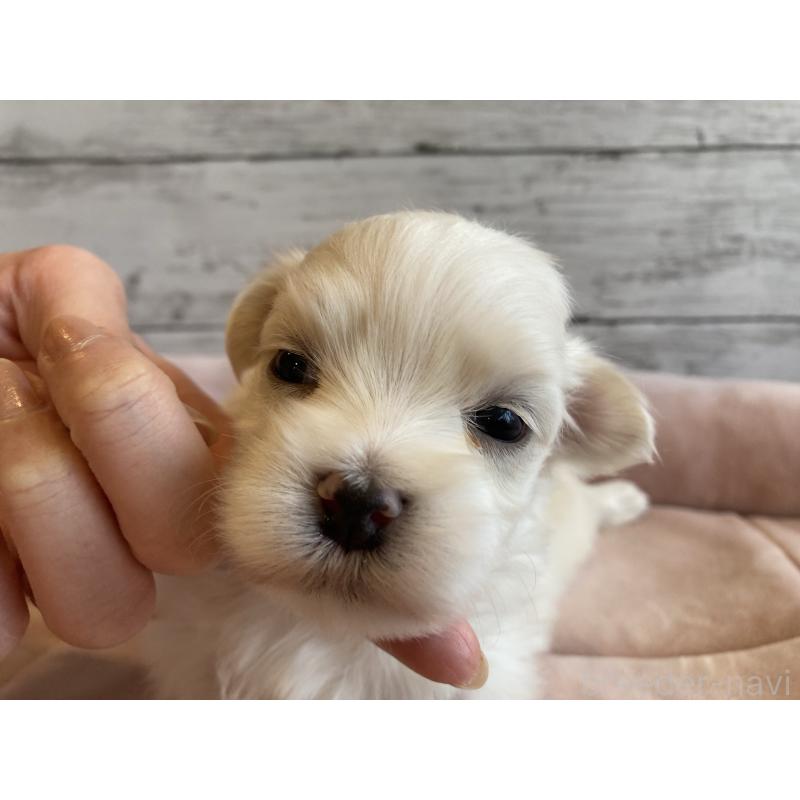 販売中の北海道のマルチーズ-450318の5枚目