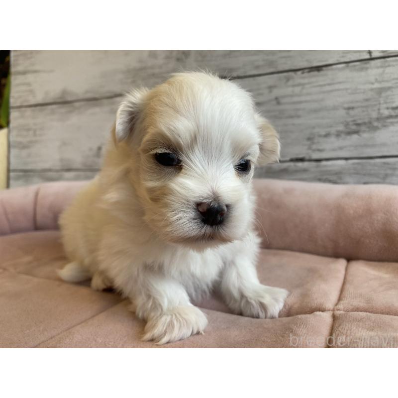 販売中の北海道のマルチーズ-450318の4枚目