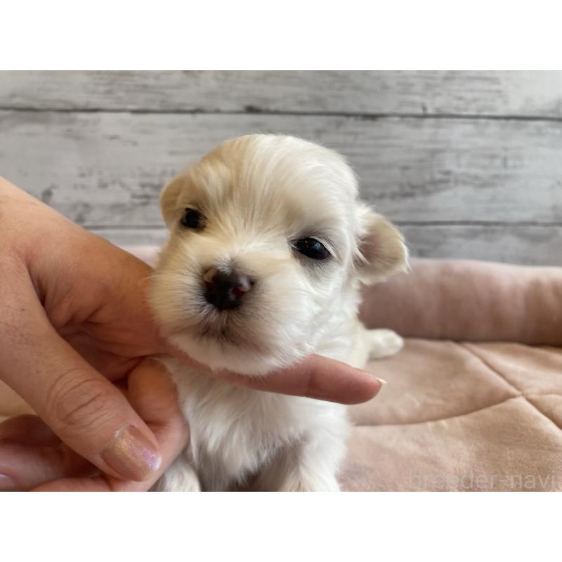 販売中の北海道のマルチーズ-450318の3枚目