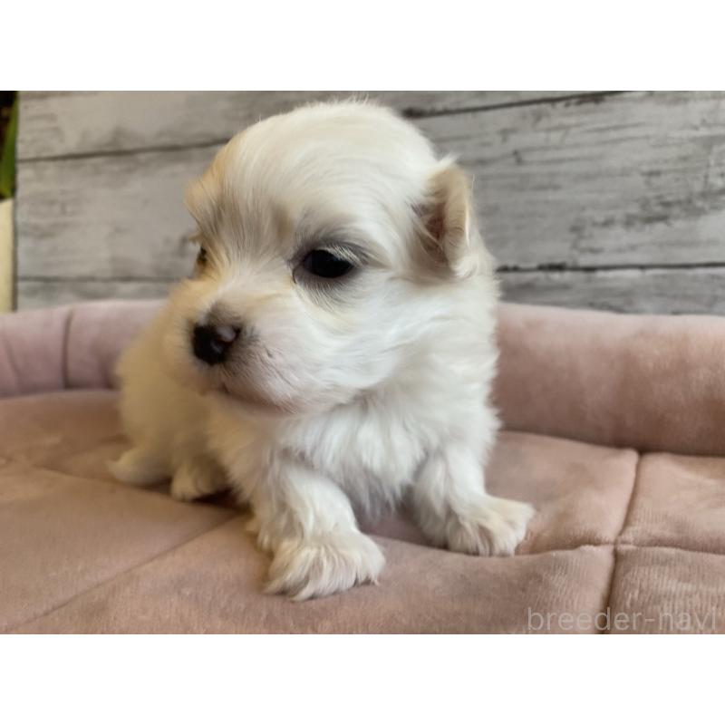 販売中の北海道のマルチーズ-450318の2枚目